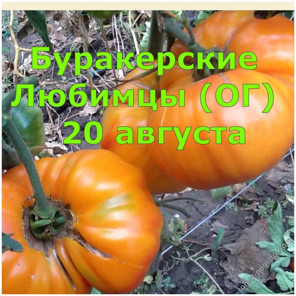 Буракерские Любимцы