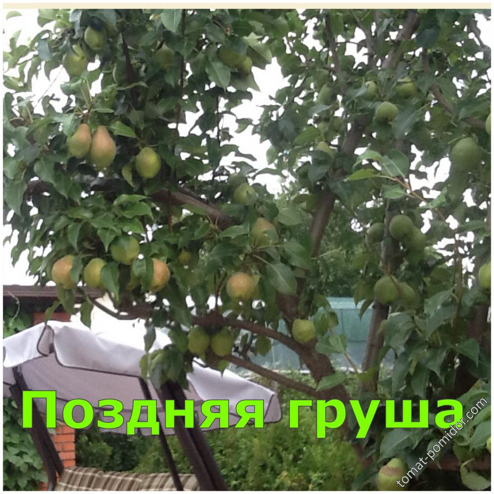 Груша