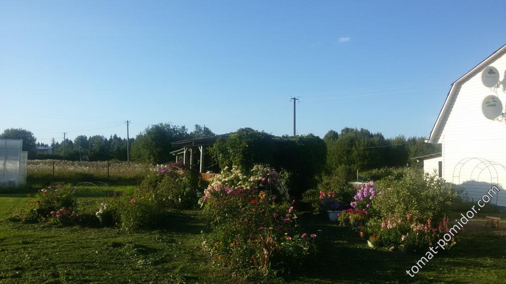 всё в цвету