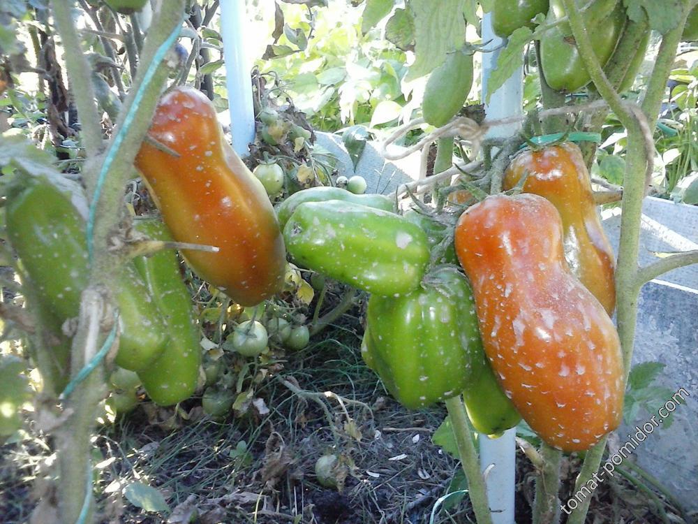 Весёлый гном - В — сорта томатов - tomat-pomidor.com - отзывы на форуме