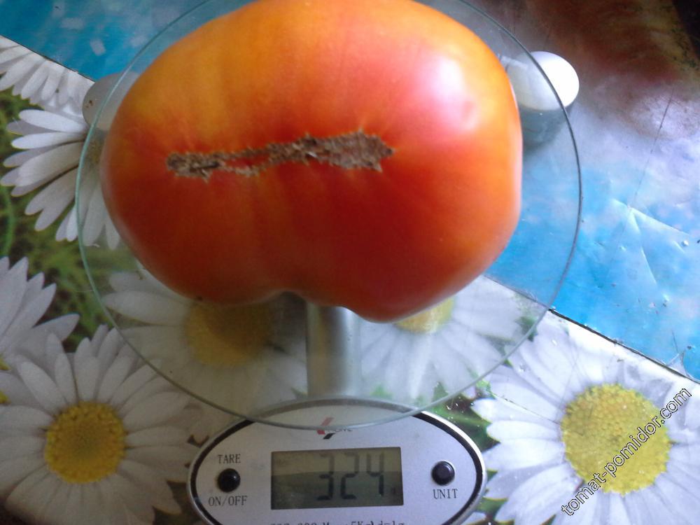 помидоры 2015
