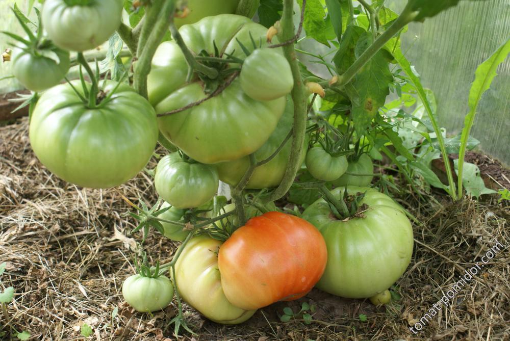 Самые урожайные томаты подмосковья. Томат Вологодский Урожайный. Среднерослые сорта томатов. Помидоры среднерослые урожайные. Самые урожайные томаты для теплиц.