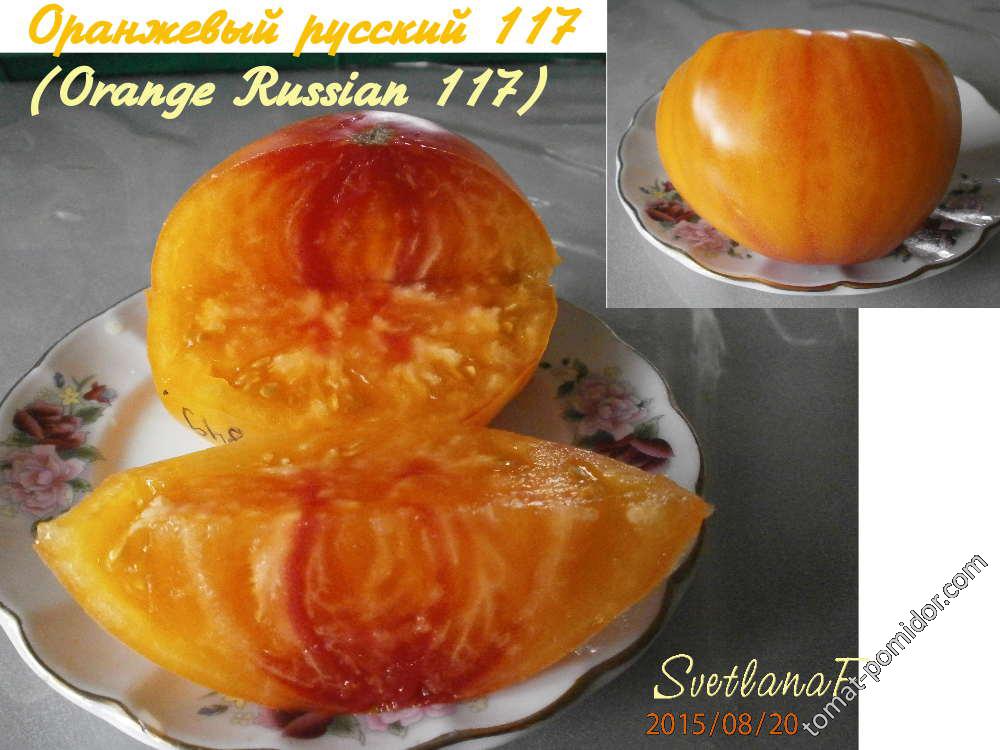 Оранжевый русский 117