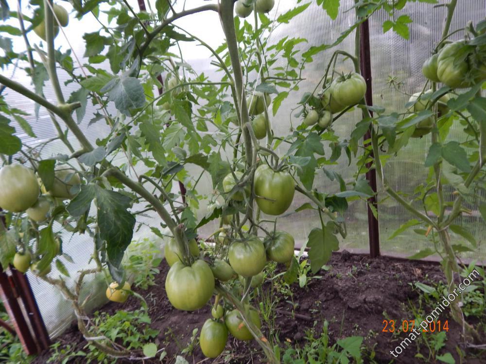 Сезон 2015 мои томаты