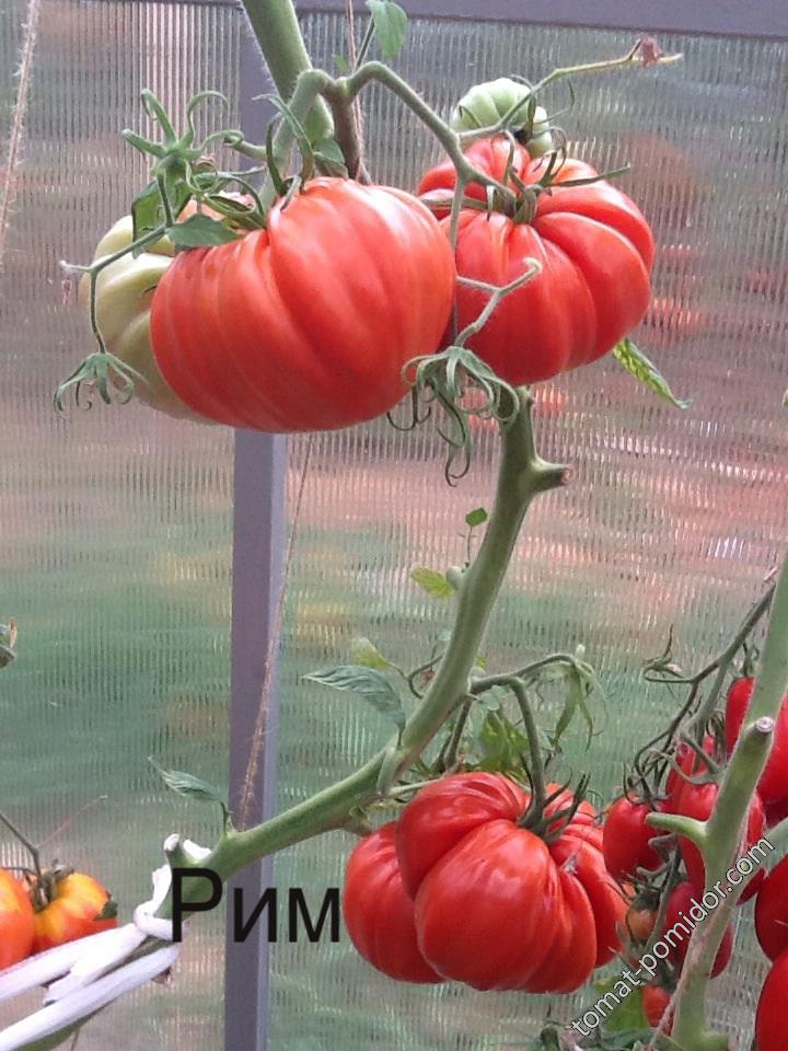 Рим