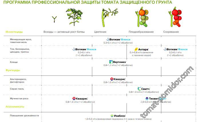 Сингента - защита томатов