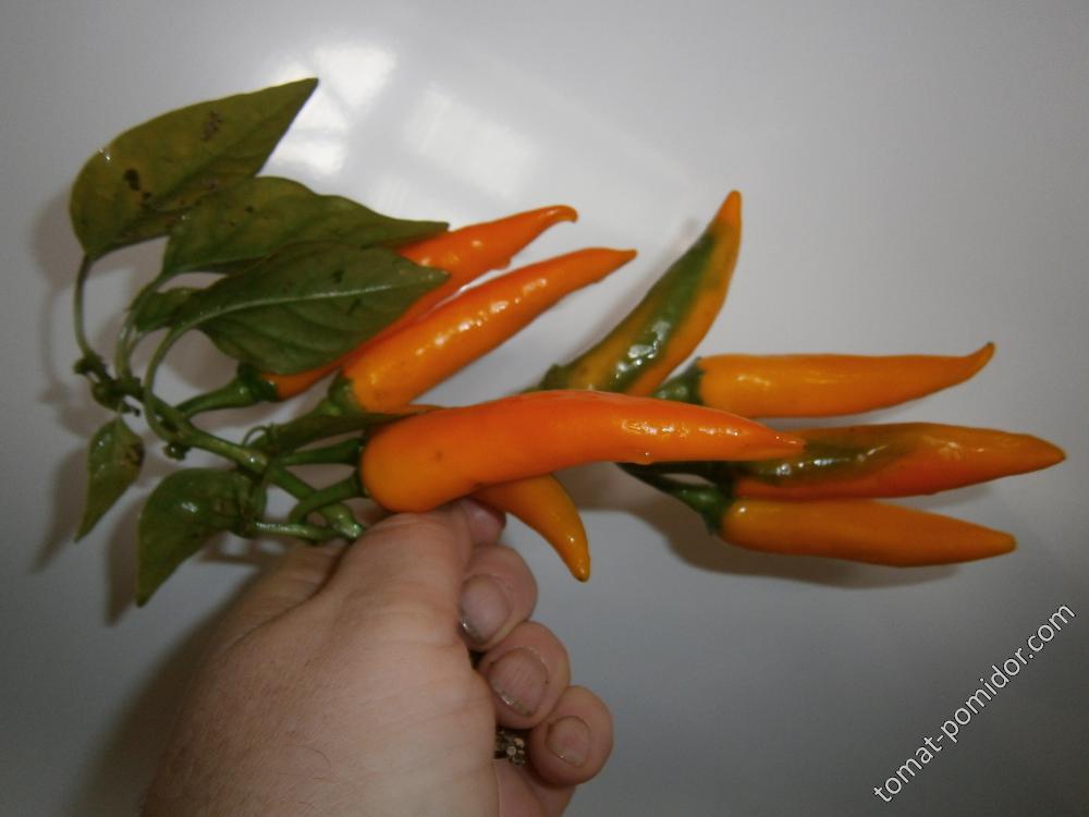 Bulgarian Carrot