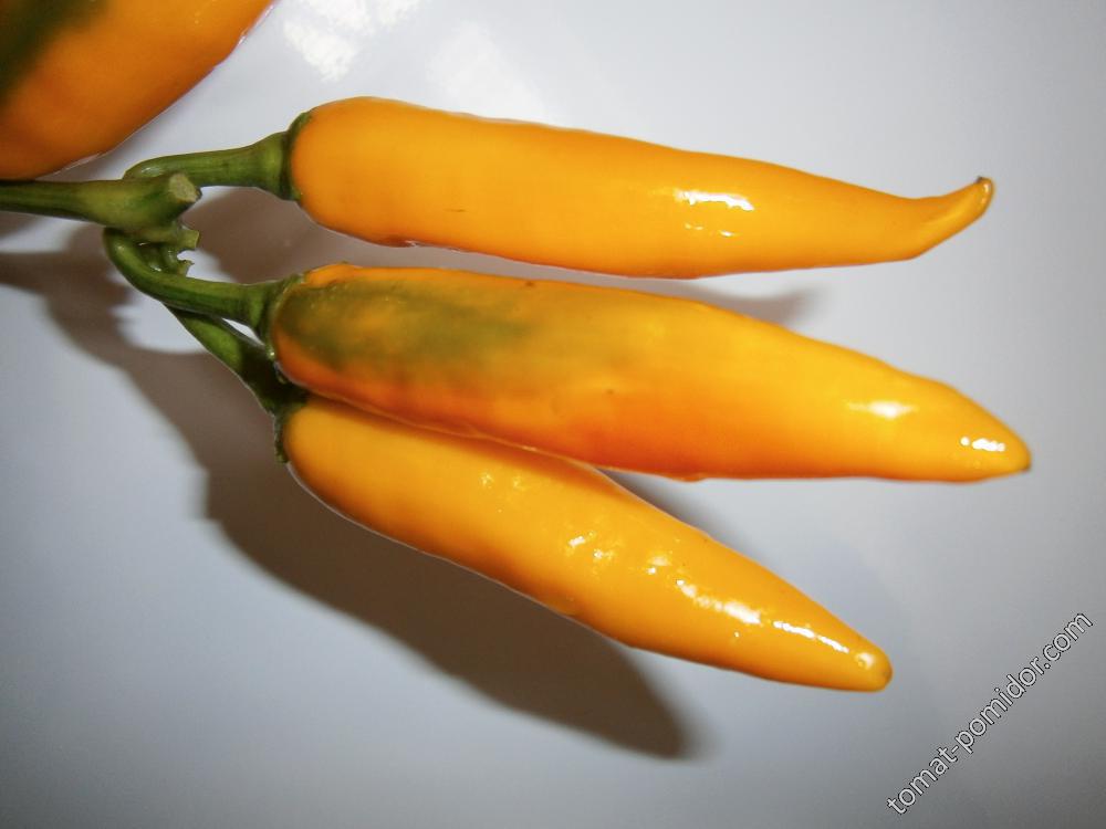 Bulgarian Carrot