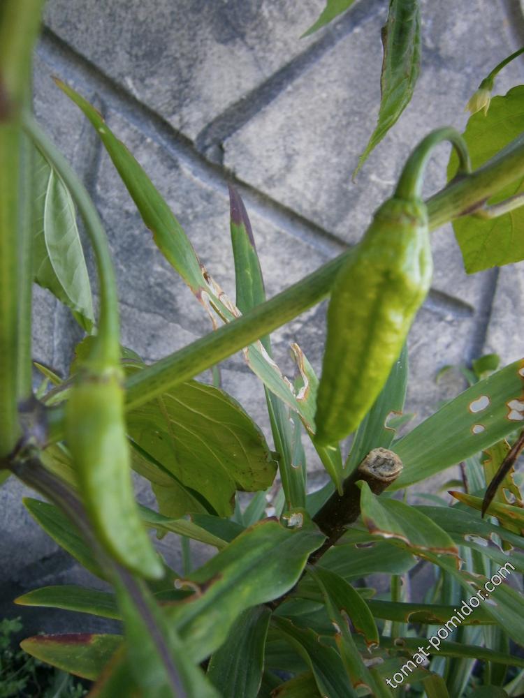 Black Naga успеет ли созреть?