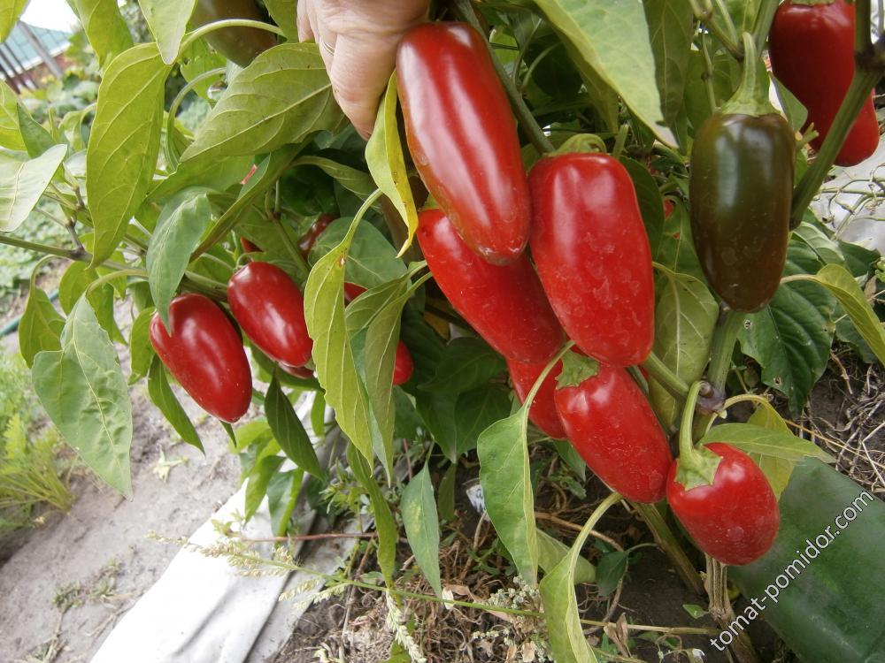 Jalapeno Numex Jalmundo