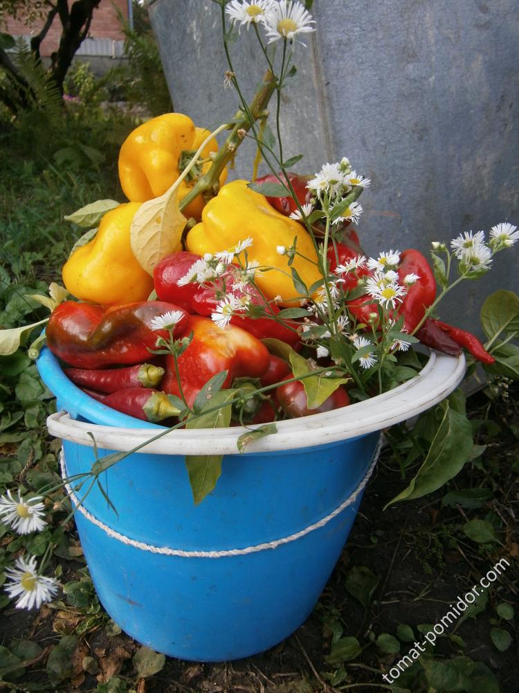 Перцы зреют вёдрами