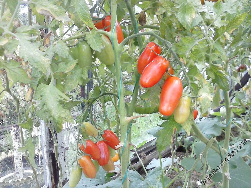 Фляшен томат
