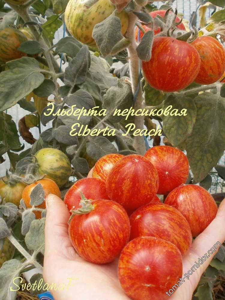 Эльберта персиковая (Elberta Peach) - Э — сорта томатов - tomat-pomidor.com- отзывы на форуме