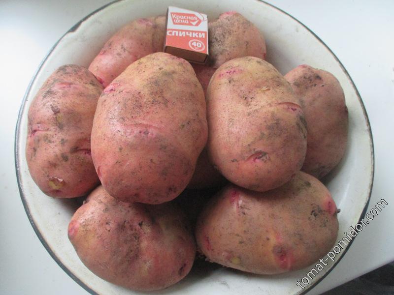картофель "Роко"
