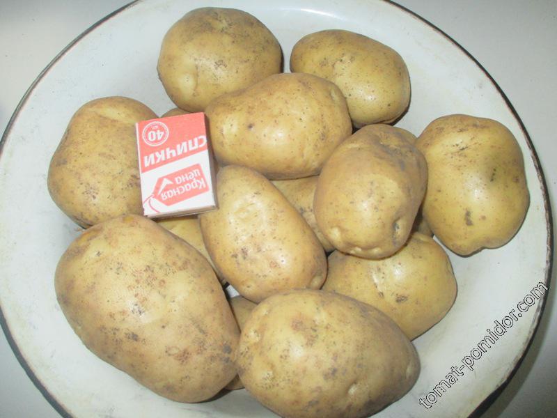 картофель "Адретта"