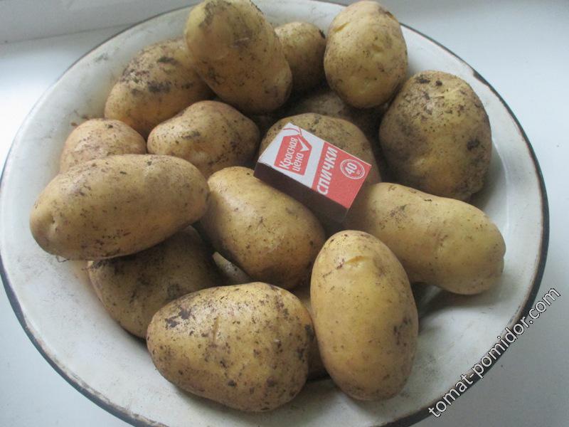 картофель "Санте"