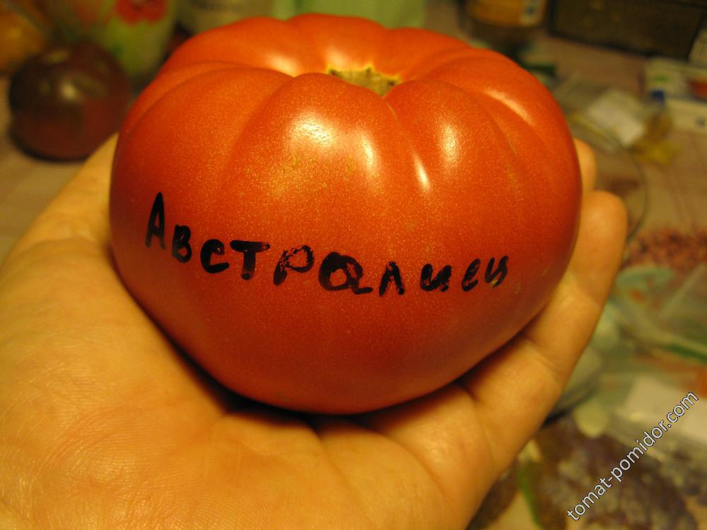 Австралиец