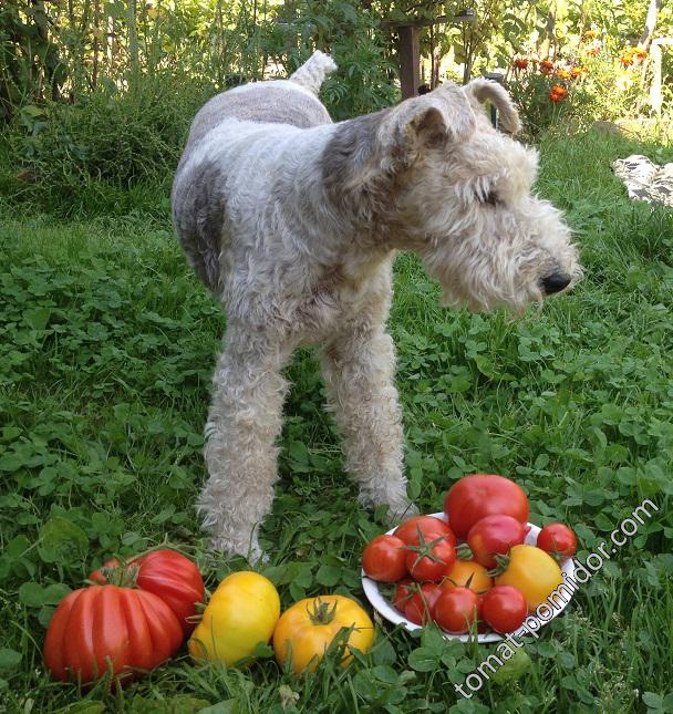 О боже!Опять помидоры!!!