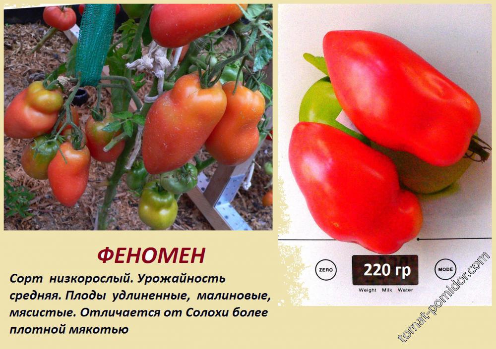 Семена томатов феня. Томат феномена f1 характеристика и описание.