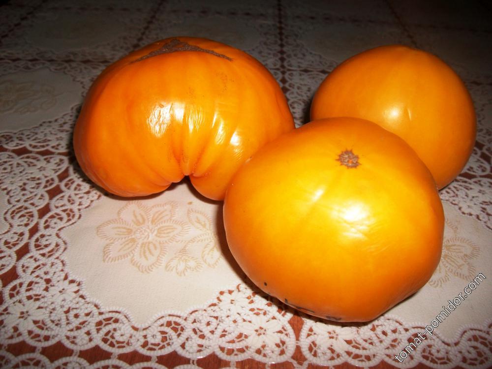 Амана оранж