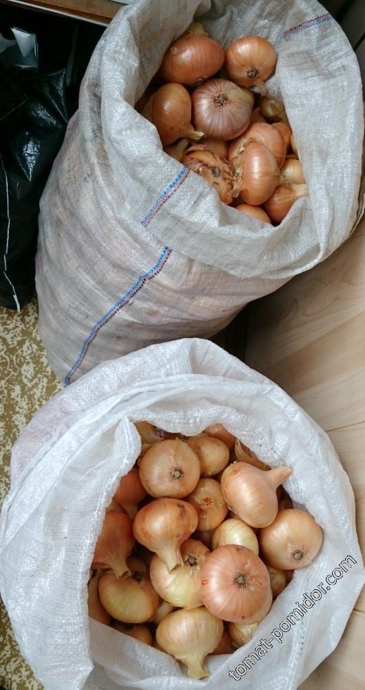 Лук Мячковский
