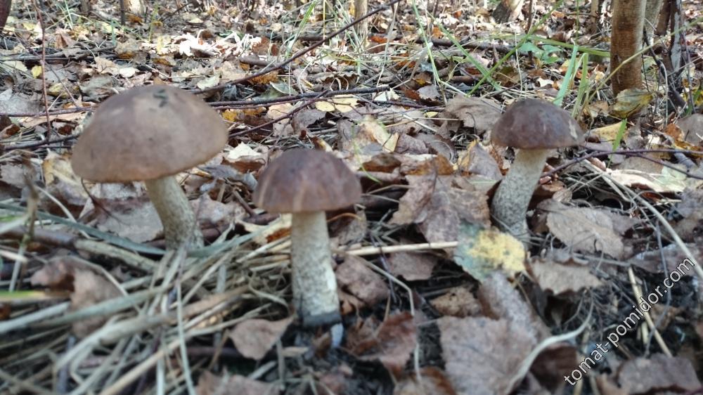 Грибы 15.09.15г.