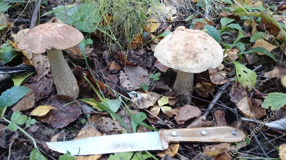 Грибы 15.09.15г.