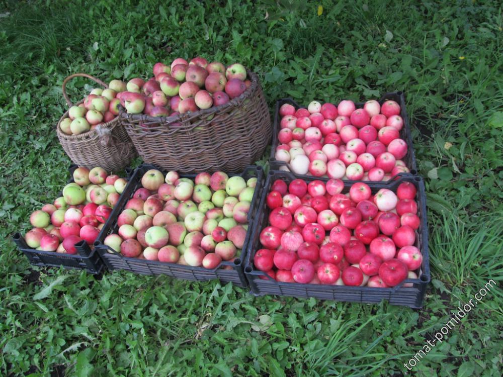 Убираем яблоки