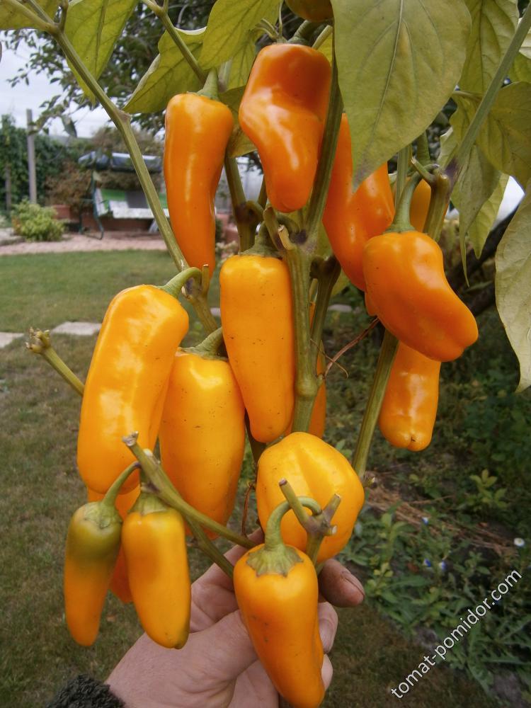 Перец Апельсин описание сорта, фото, отзывы и выращивание