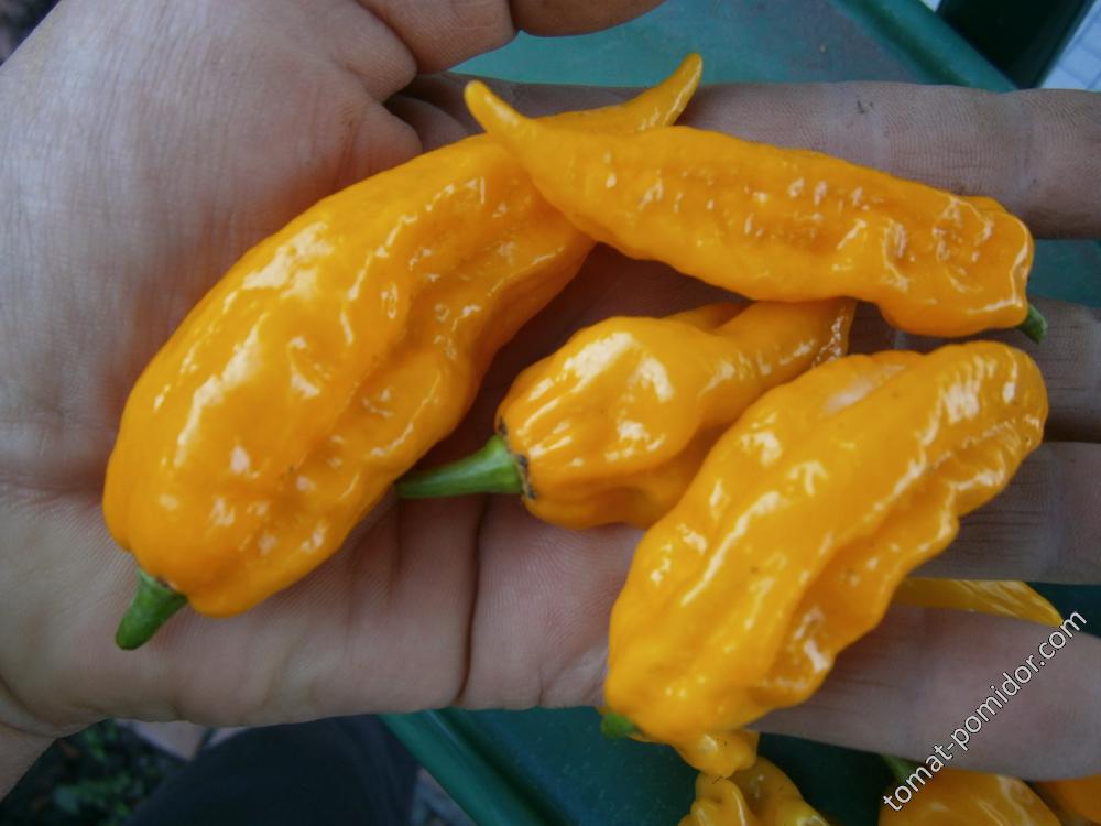 Fatalii Yellow