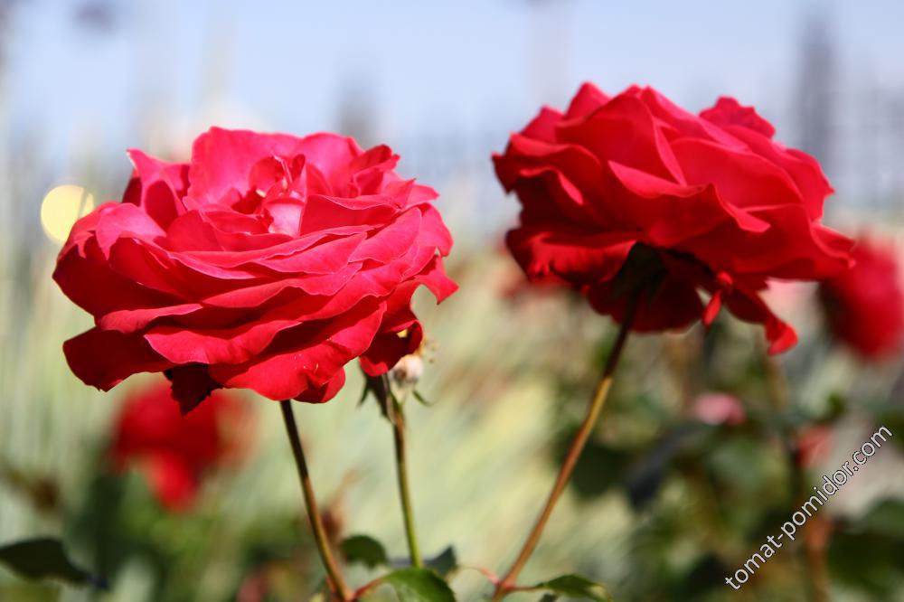 Розы из Йошкар- Олы