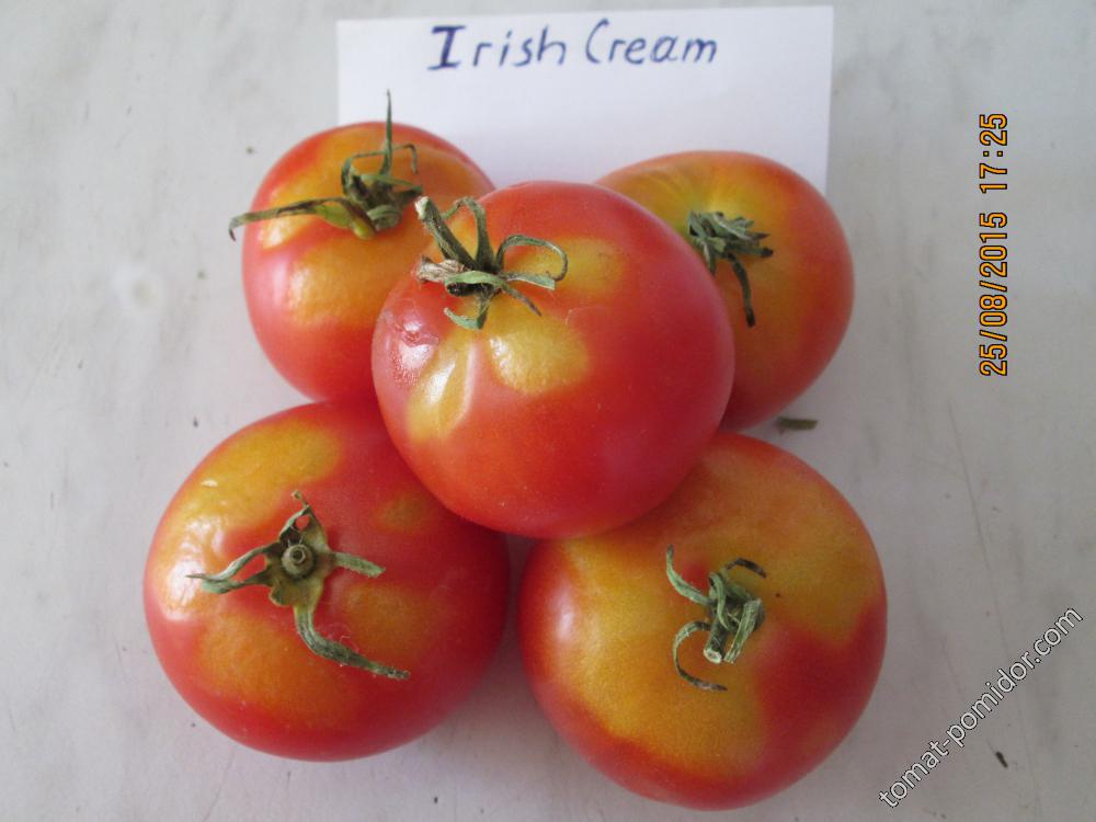 Irish Cream variegata