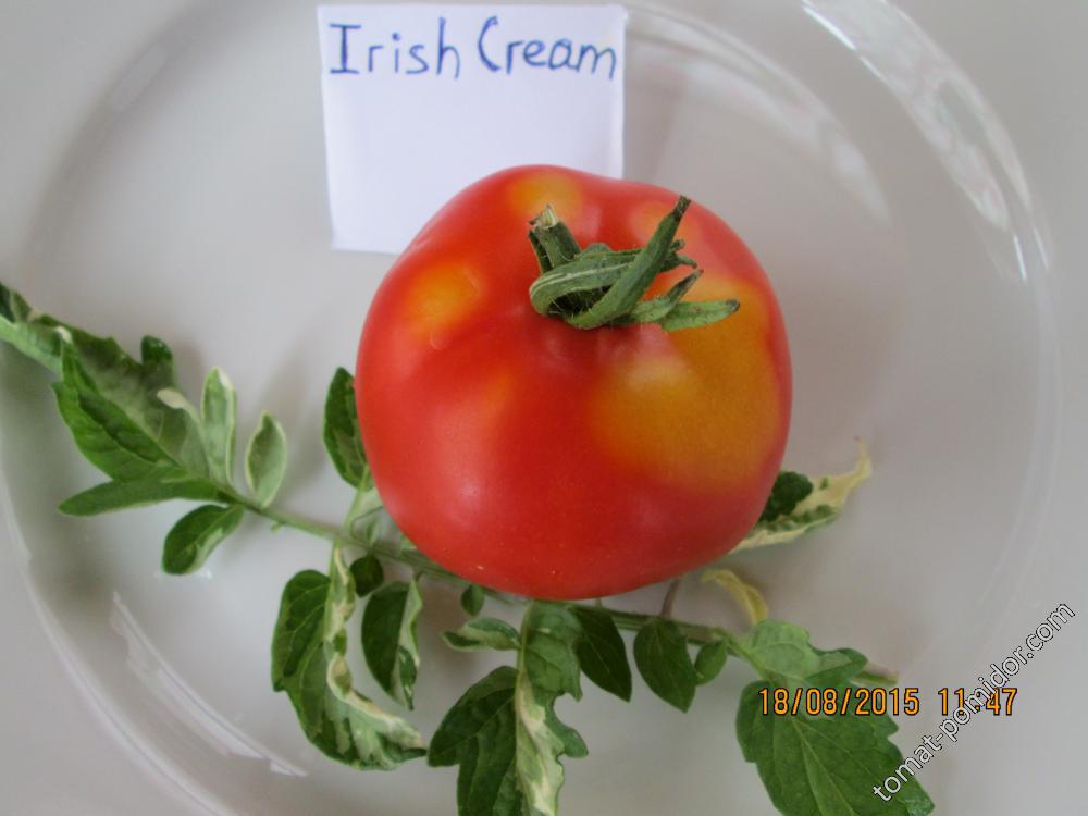 Irish Cream variegata