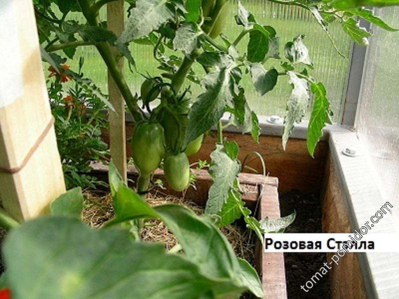 Томаты Розовая Стелла Фото