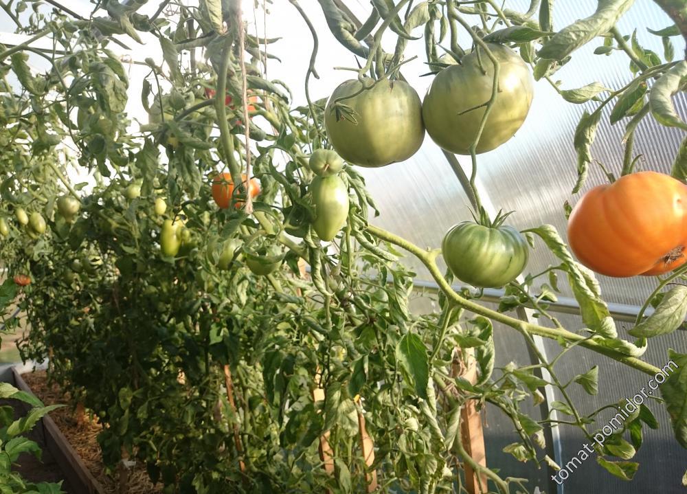 Алтайский оранжевый - А — сорта томатов - tomat-pomidor.com - отзывы нафоруме