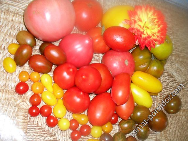 Сентябрьское томатное ассорти