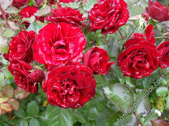 Моя любимая роза Лаваглут 21 сентября, дождь