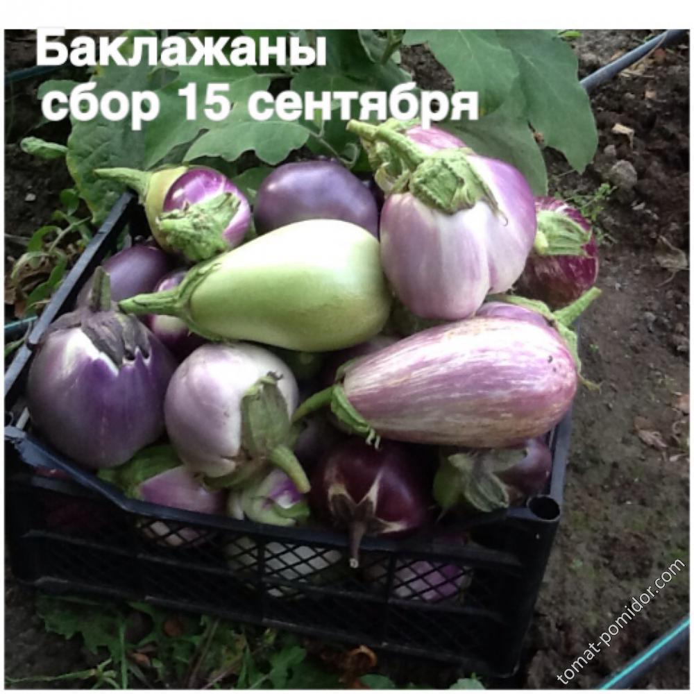 Баклажаны