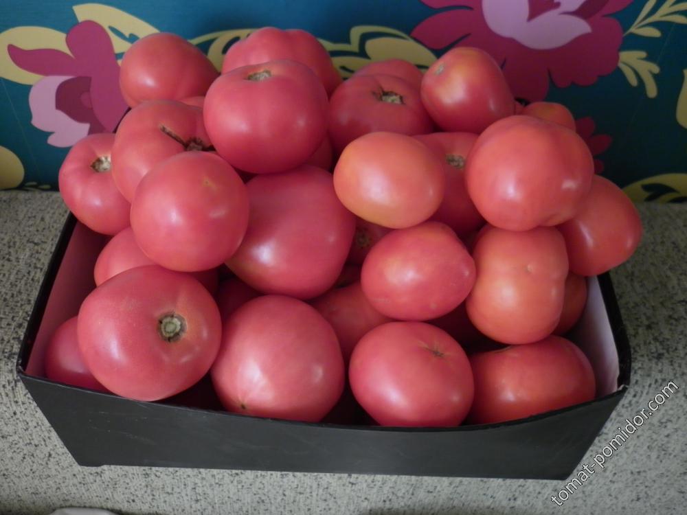 помидоры на 17.09.2015