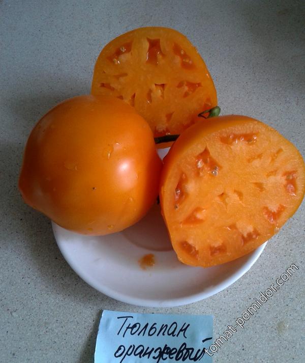 Тюльпан оранжевый  1.2м