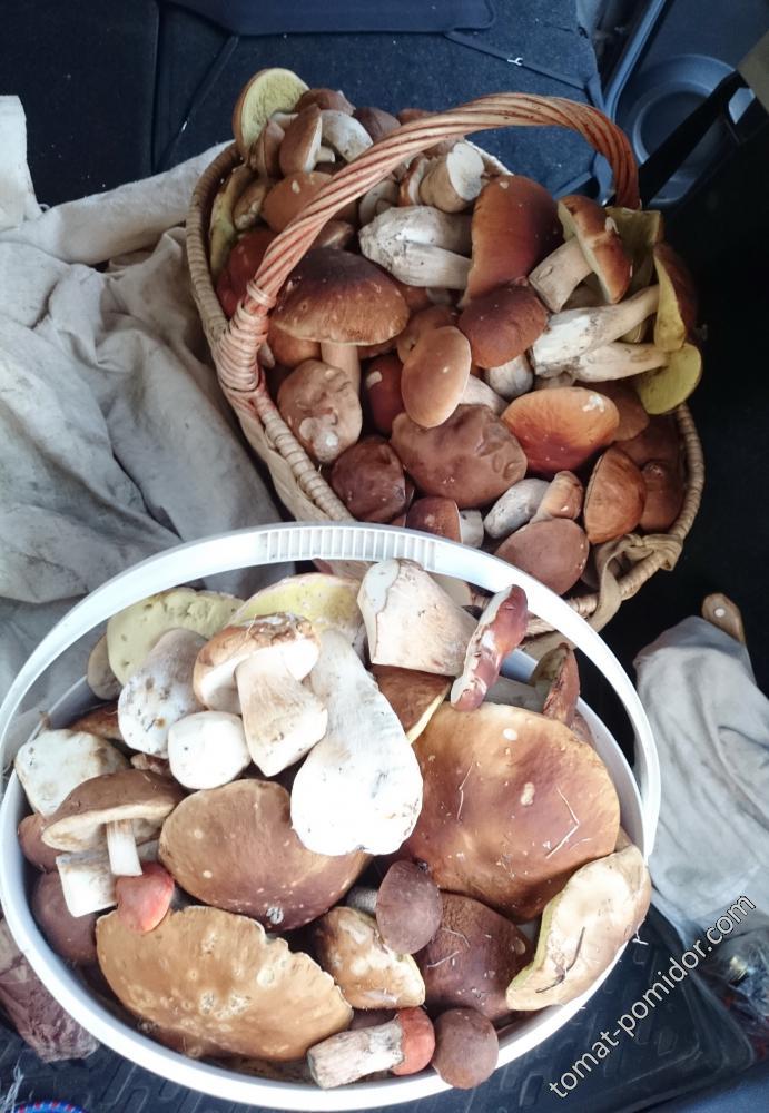 Грибы 22.09.15г.  Итог!