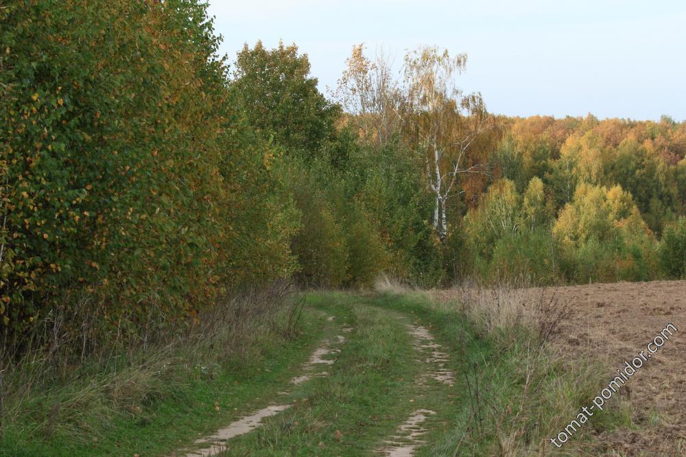 Осенняя дорога на Волгу