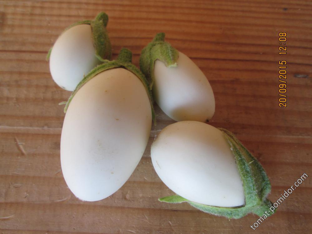 Белое яйцо