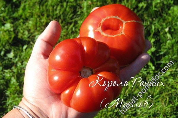 Король Ранних (Игоря Маслова) - Альбомы - tomat-pomidor.com