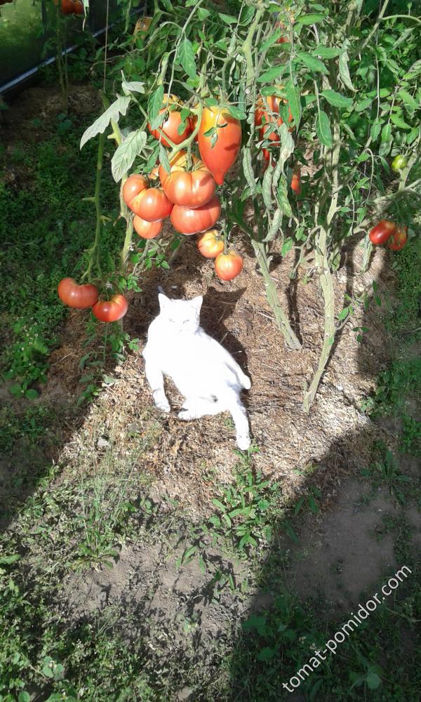 котэ в помидорах