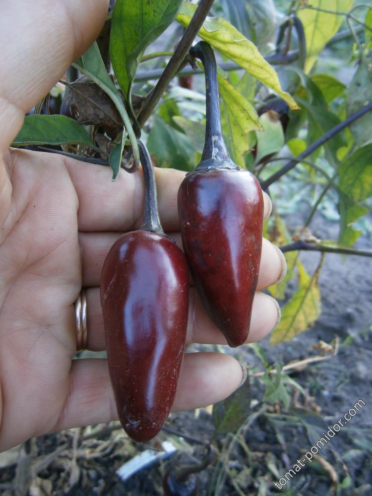 Halapeno Purple