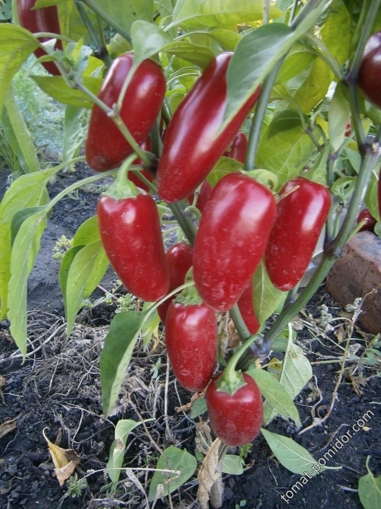 Halapeno Numex Jalmundo