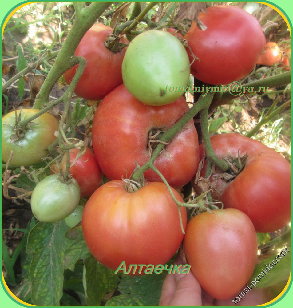 Алтаечка - А — сорта томатов - tomat-pomidor.com - отзывы на форуме