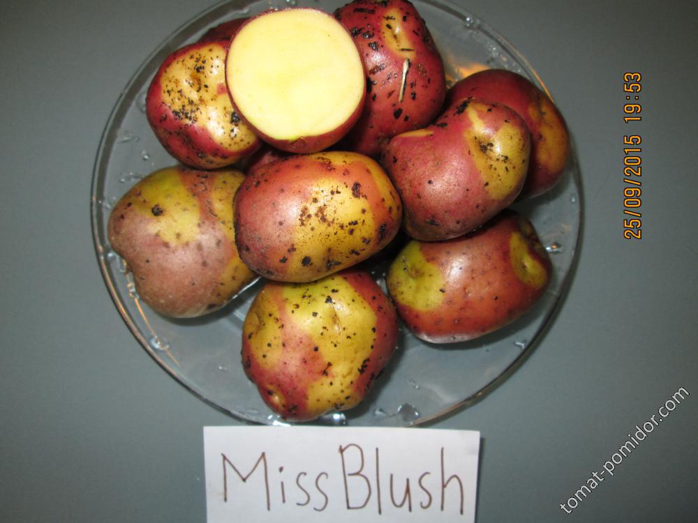 Miss Blush