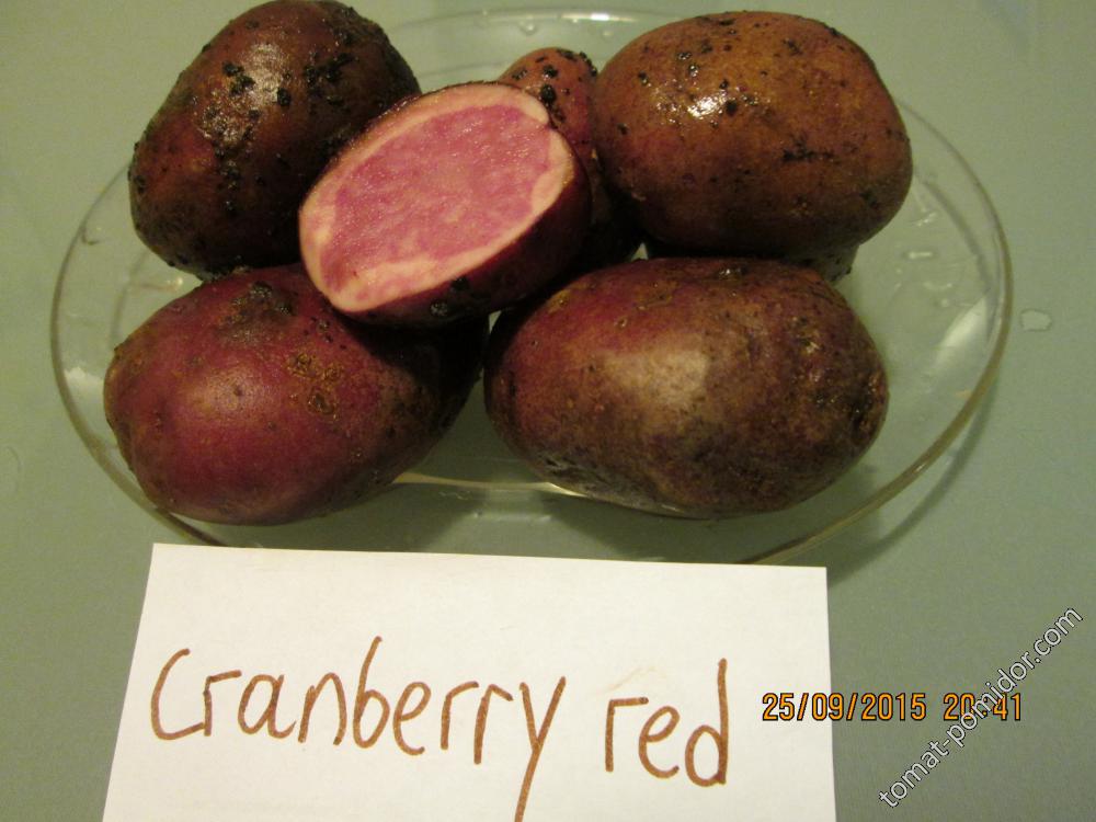 Cranberry red